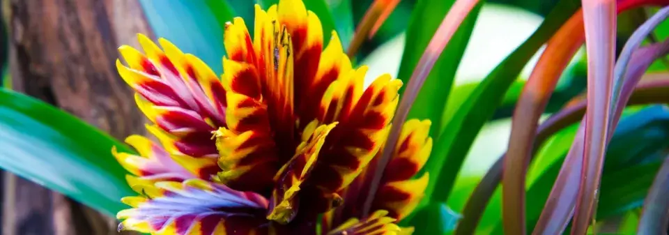 Pokojové rostliny exotického vzhledu