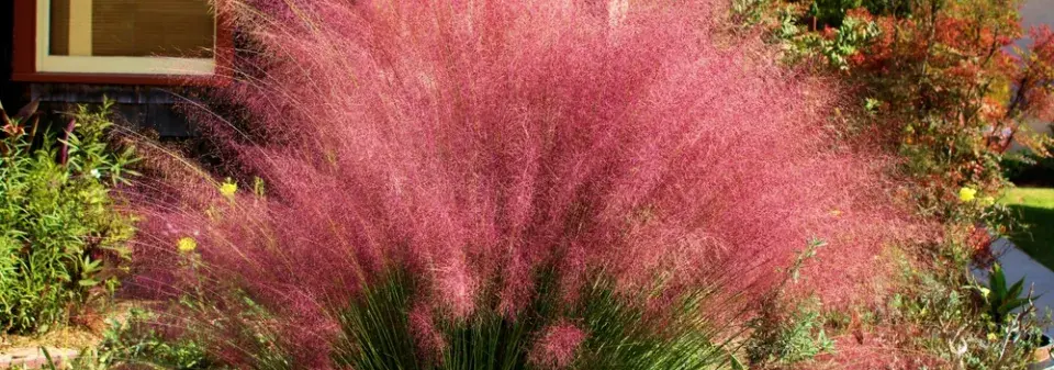 Okrasná tráva muhla mexická