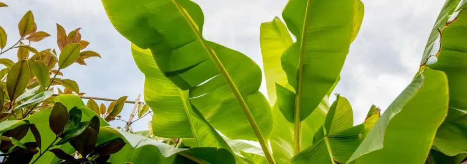 Pěstování banánovníků v zahradě