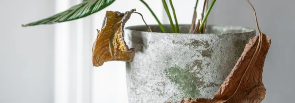 Zasychání listů u pokojových rostlin v detailu