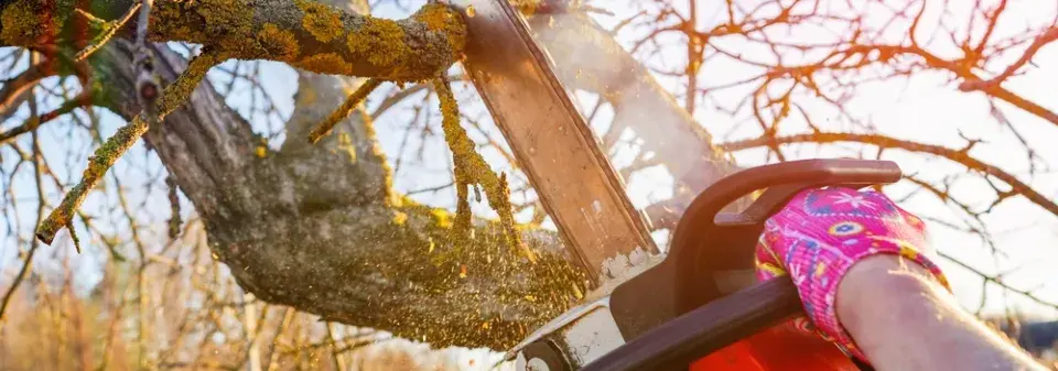 Proměna zahrady: Od přerostlých stromů k místu pro život i odpočinek