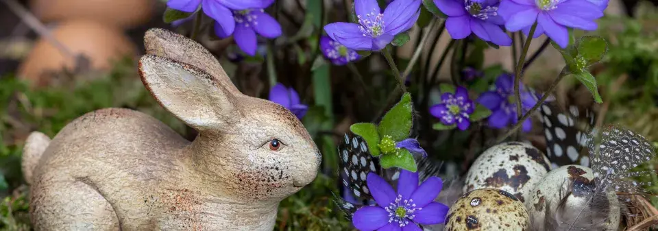 Jaterník podléška (Hepatica nobilis) 