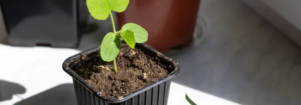 Předpěstování okurek