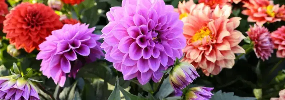 Nejkrásnější rostliny