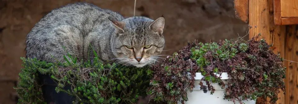5 pokojovek, které jsou bezpečnější pro kočky a přitom ozdobí každý byt