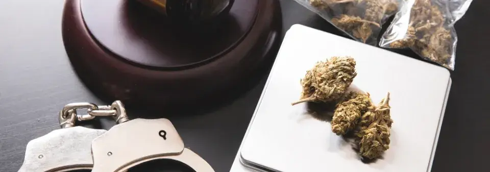 Pěstování máku a konopí: rostliny, které mohou být na zahradě legálně, ale jen za určitých podmínek