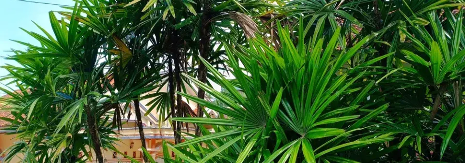 Nenáročná palma do každého bytu