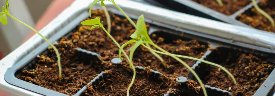 Předpěstování rostlin 