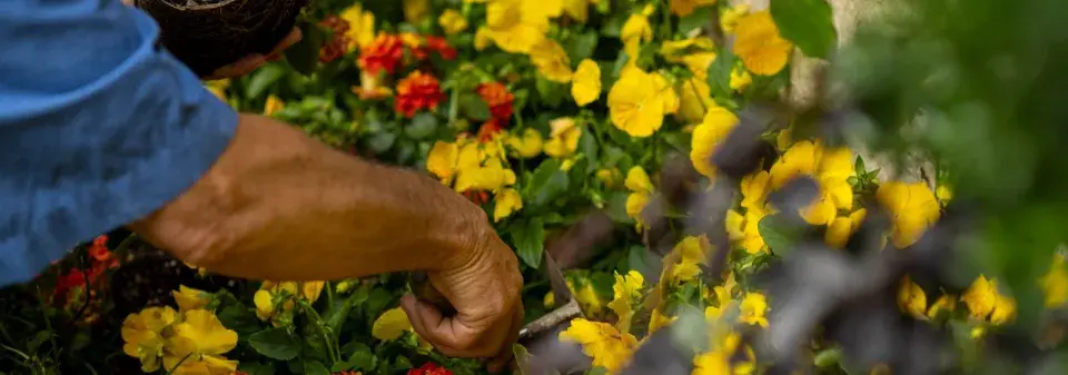 Květiny pro zdravé záhony 