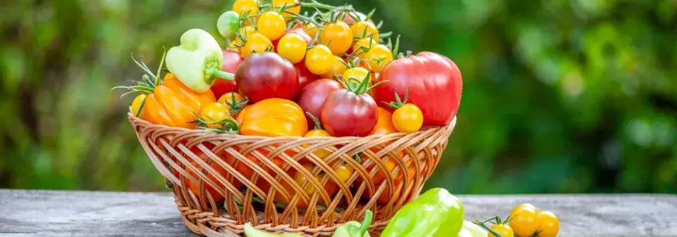 Předpěstování zeleniny od výsevu po silnou sazenici