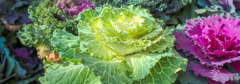 Pěstování kapusty