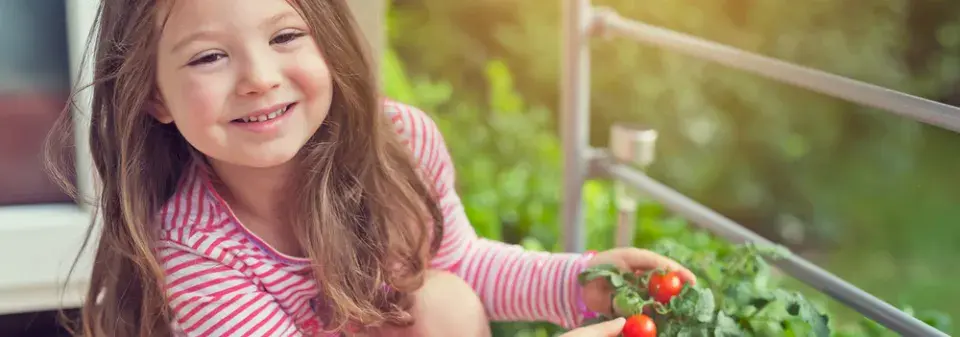 Rajčata na balkoně