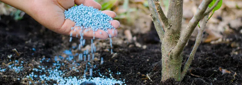 Jarní hnojení ovocných stromů