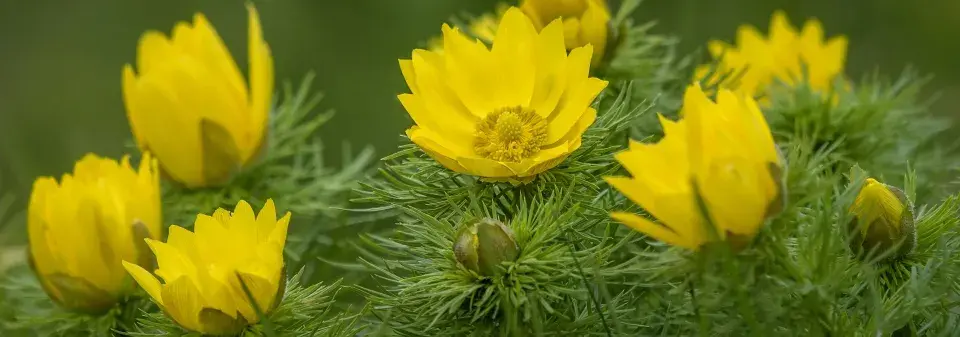 hlaváček jarní (Adonis vernalis)