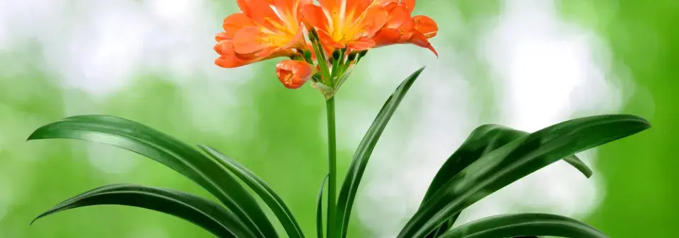 Množení pokojovek dělením: Klívie od přerostlého trsu po nové rostliny