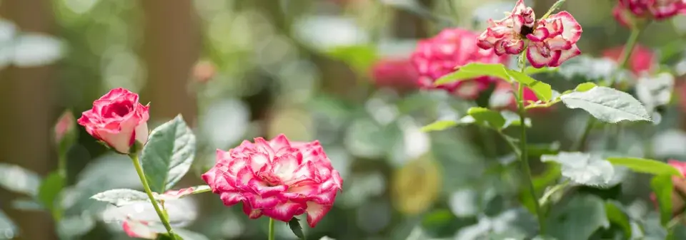 Trpasličí růže je hitem každého balkonu