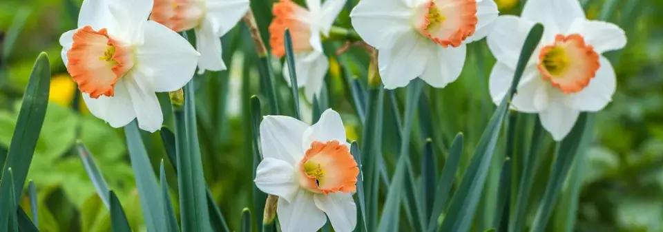 Jarní barvy na zahradě