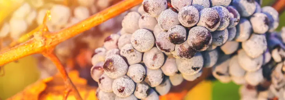 Vedení vinné révy