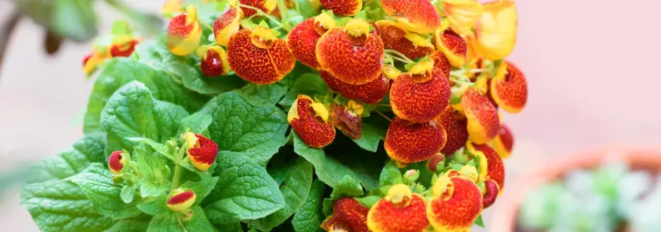 Dmuloret, pantoflíček (Calceolaria herbeohybrida)