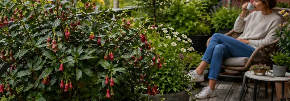 Krinodendron (Crinodendron hookerianum) 