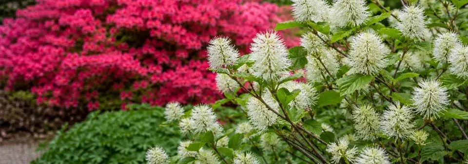 Kuska (Fothergilla) 