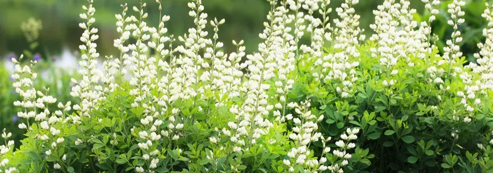 Málo známé trvalky