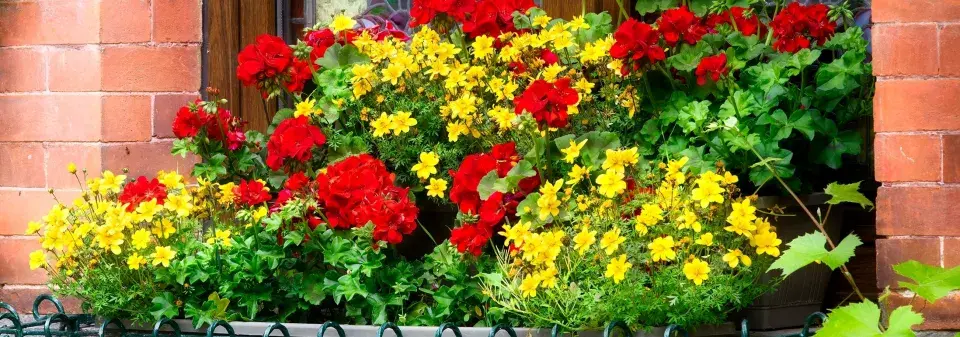 Doplňkové rostliny pro muškáty 