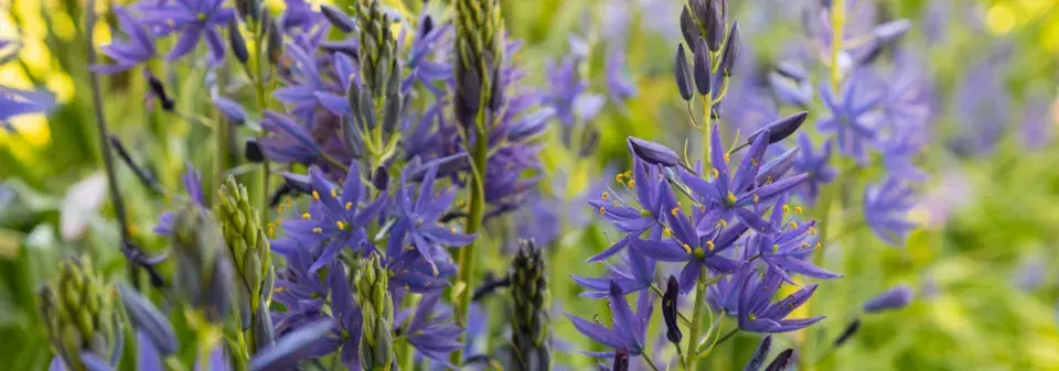 ladoník modrý (Camassia leichtlinii) 