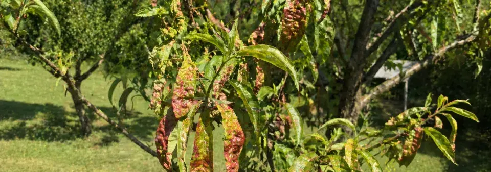 Kadeřavost broskvoní