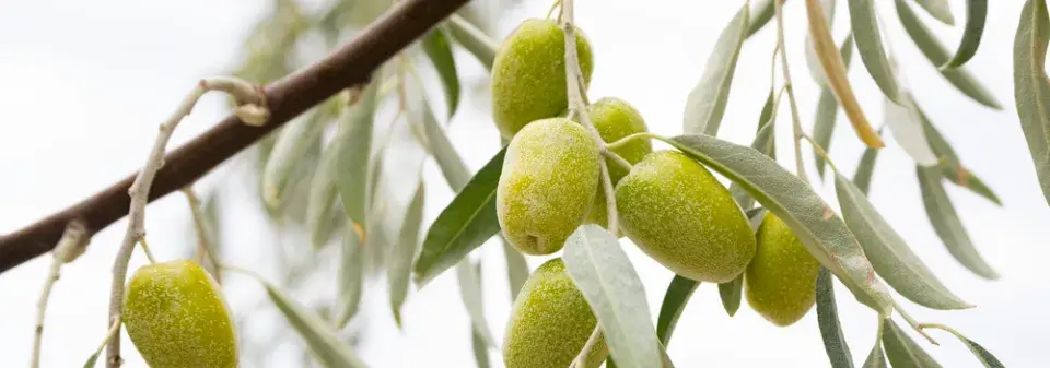 Hlošina východní (Elaeagnus angustifolia subsp. orientalis)