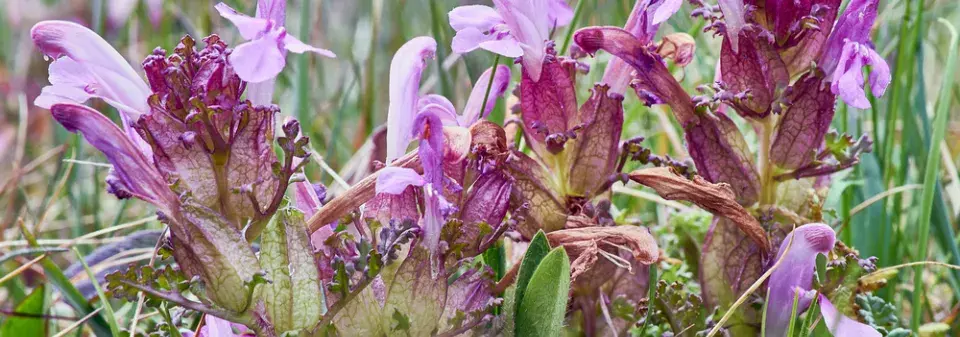 podivná jména rostlin