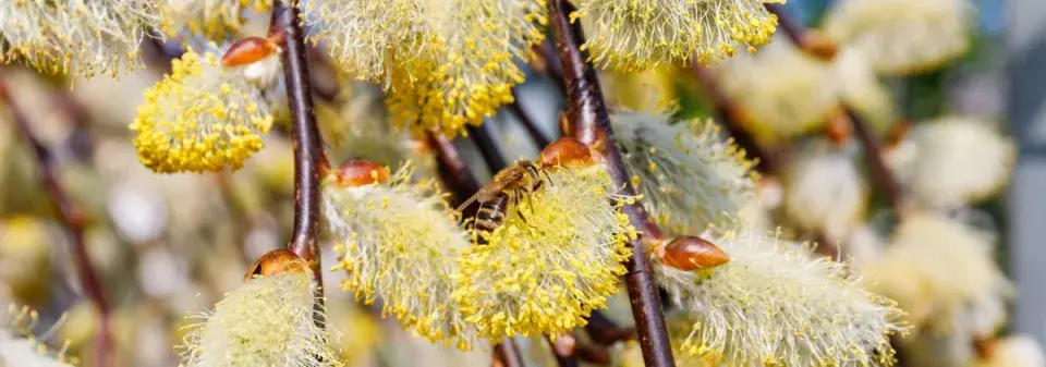 Převislá vrba jíva