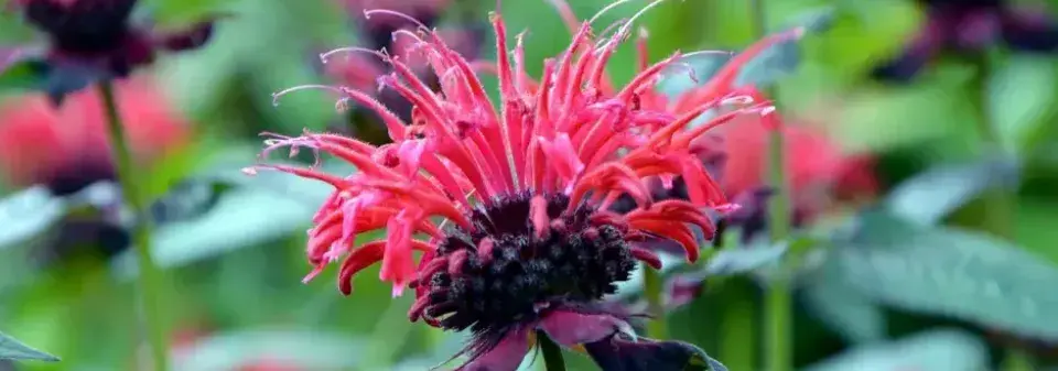 Přírodní repelent