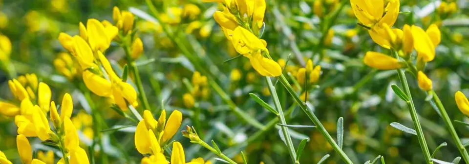 Kručinka lydijská (Genista lydia) 