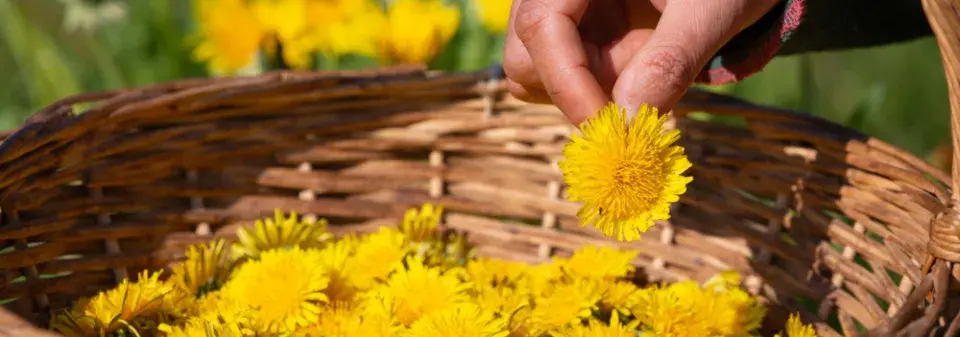 Využití pampelišek