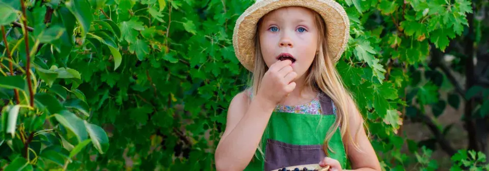 Zapomenuté jedlé keře: Dřín, muchovník, aronie a další staré odrůdy na fotografiích