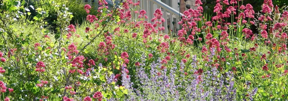 Nejdéle kvetoucí trvalky 