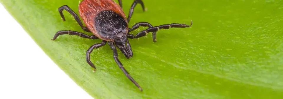 Jak na klíšťata pomocí domácího repelentu