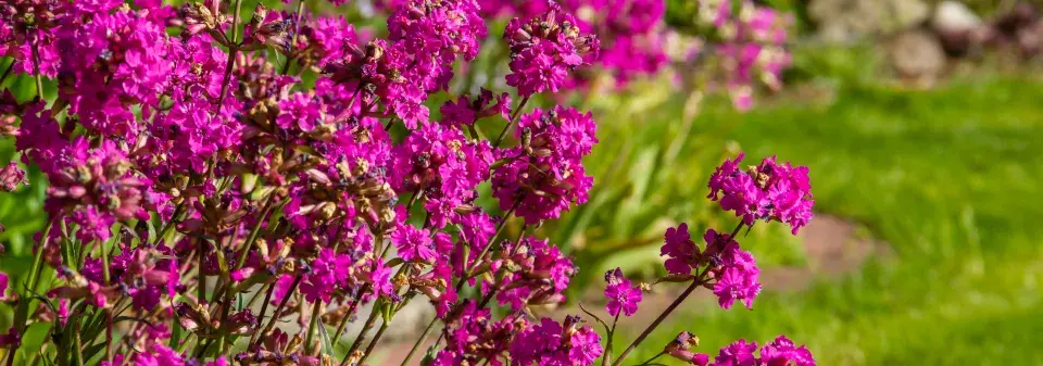 Smolnička obecná (Lychnis viscaria)