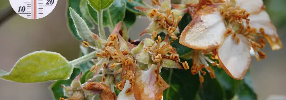 Co umí jarní mrazíky a jak před nimi ochránit ovocné stromy