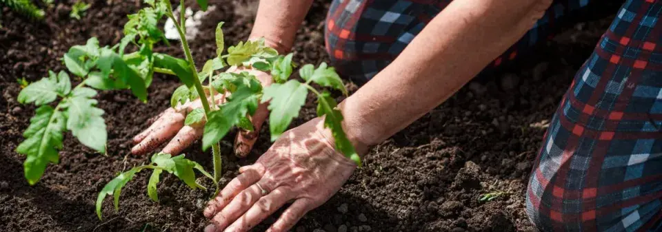 Pěstování rajčat a paprik