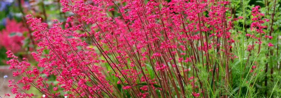 Dlužicha krvavá (Heuchera sanguinea) 