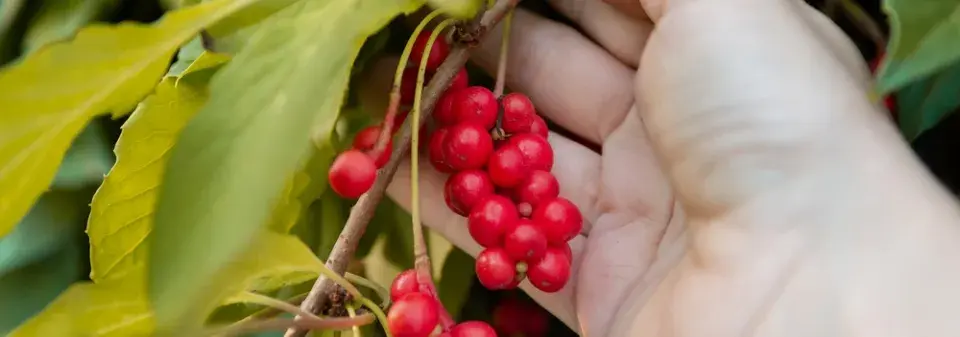 Schisandra čínská