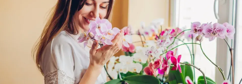 Hnojivo na orchideje