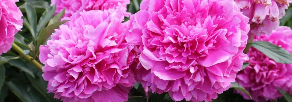 Pěstování pivoněk