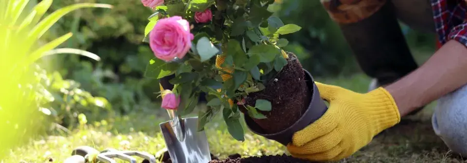 Správné sázení růží, díky kterým pokvetou jako z katalogu