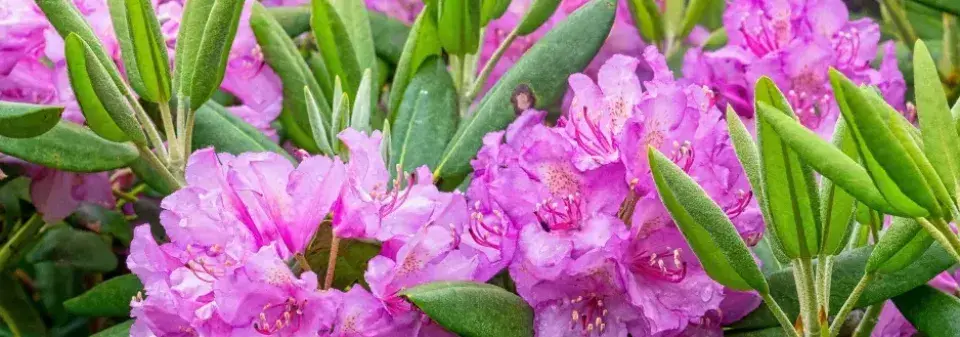 Péče o rododendrony