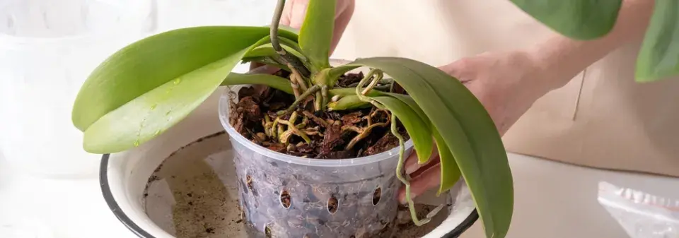 Vypěstování orchideje