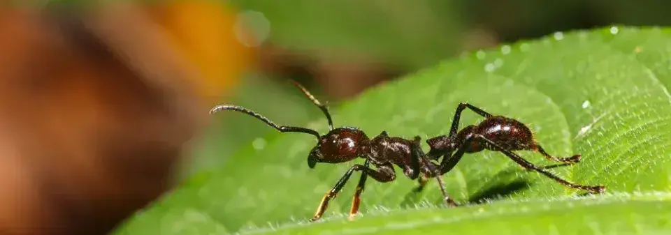 Mravenci na zahradě