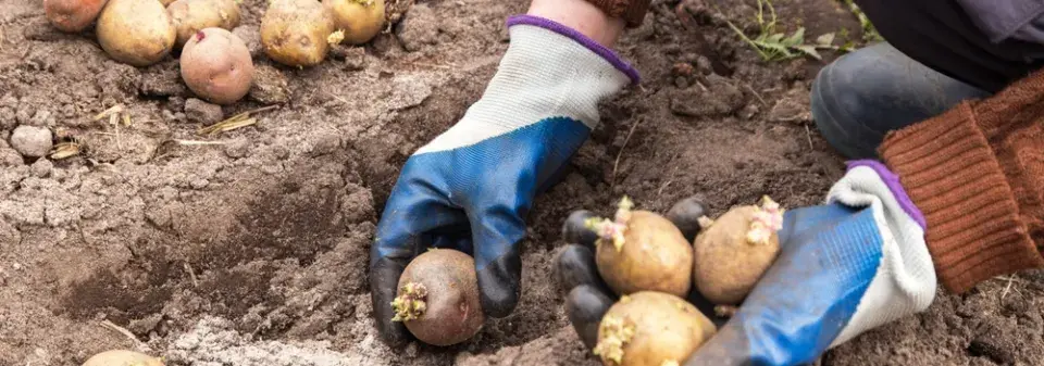 Sázení brambor